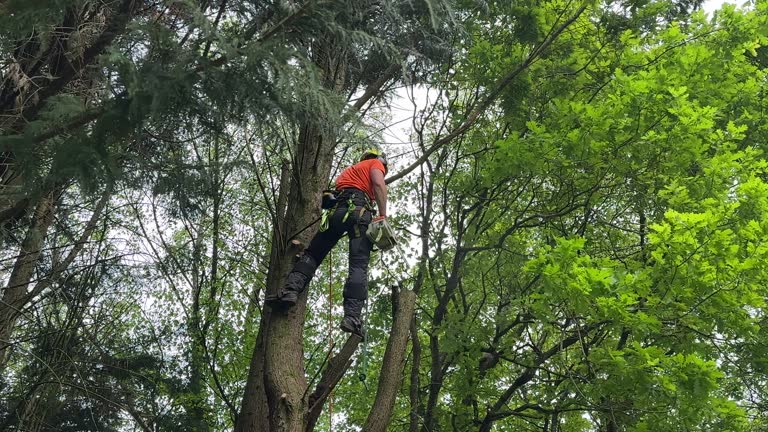 Greenville, VA Tree Removal Company